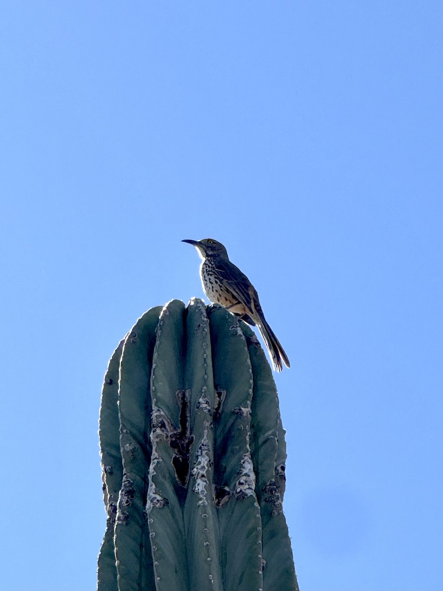 Gray Thrasher - ML646881904