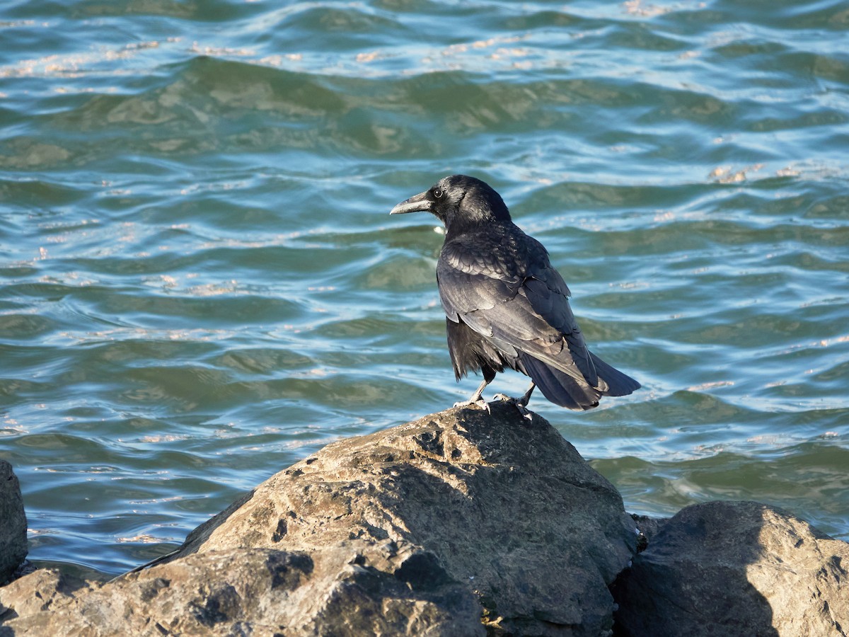 Carrion Crow - ML646881907