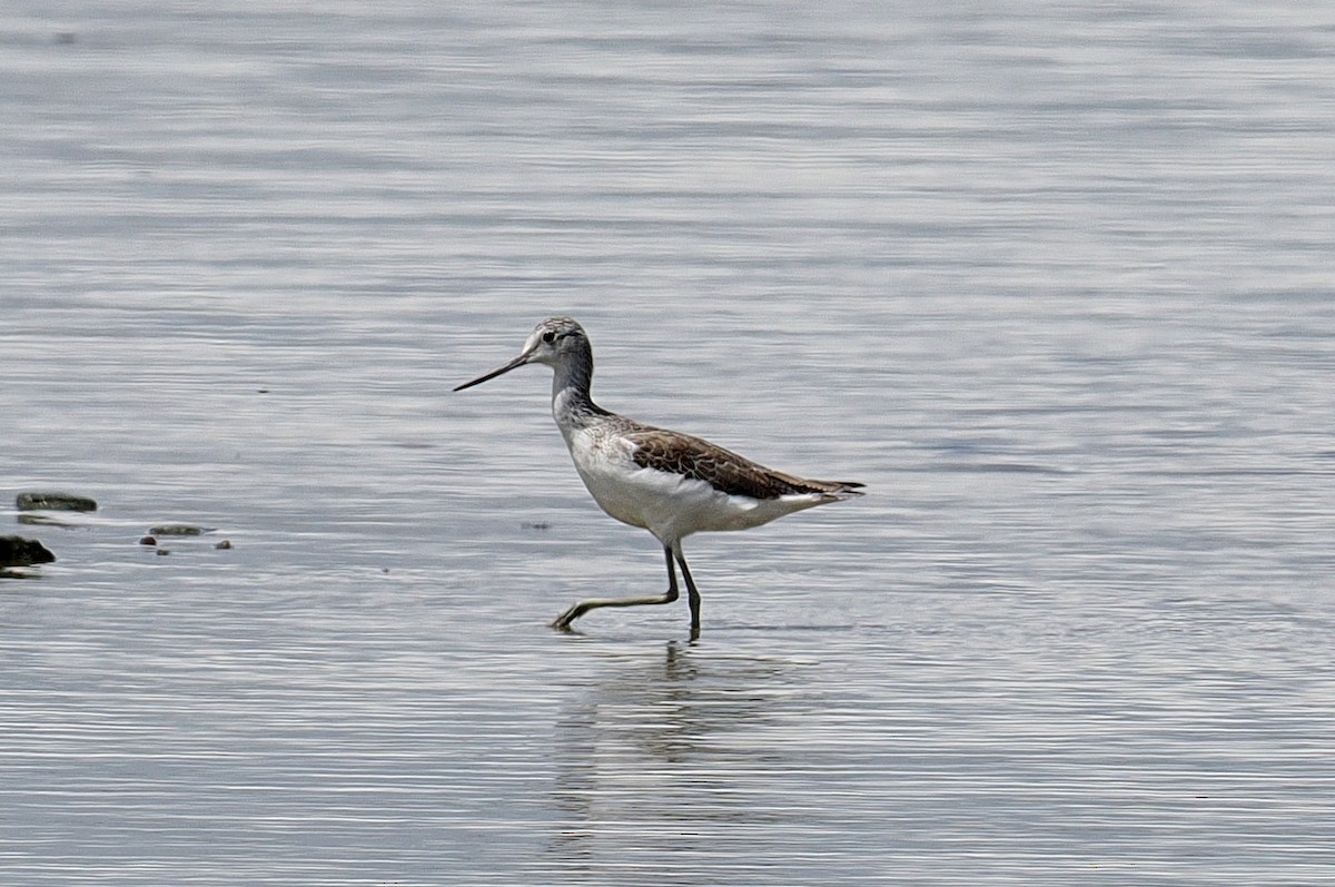 Kuliska zuria - ML646881908