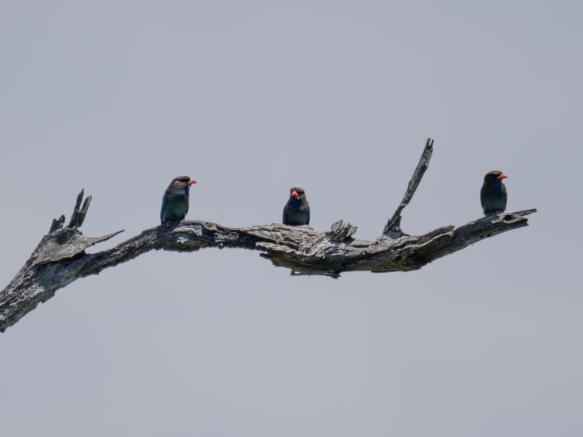 Dollarbird - ML646881912