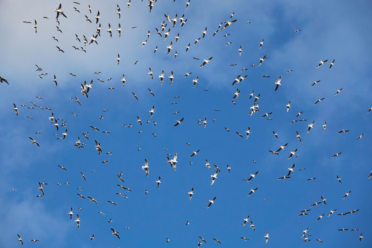 Black-headed Gull - ML646881916