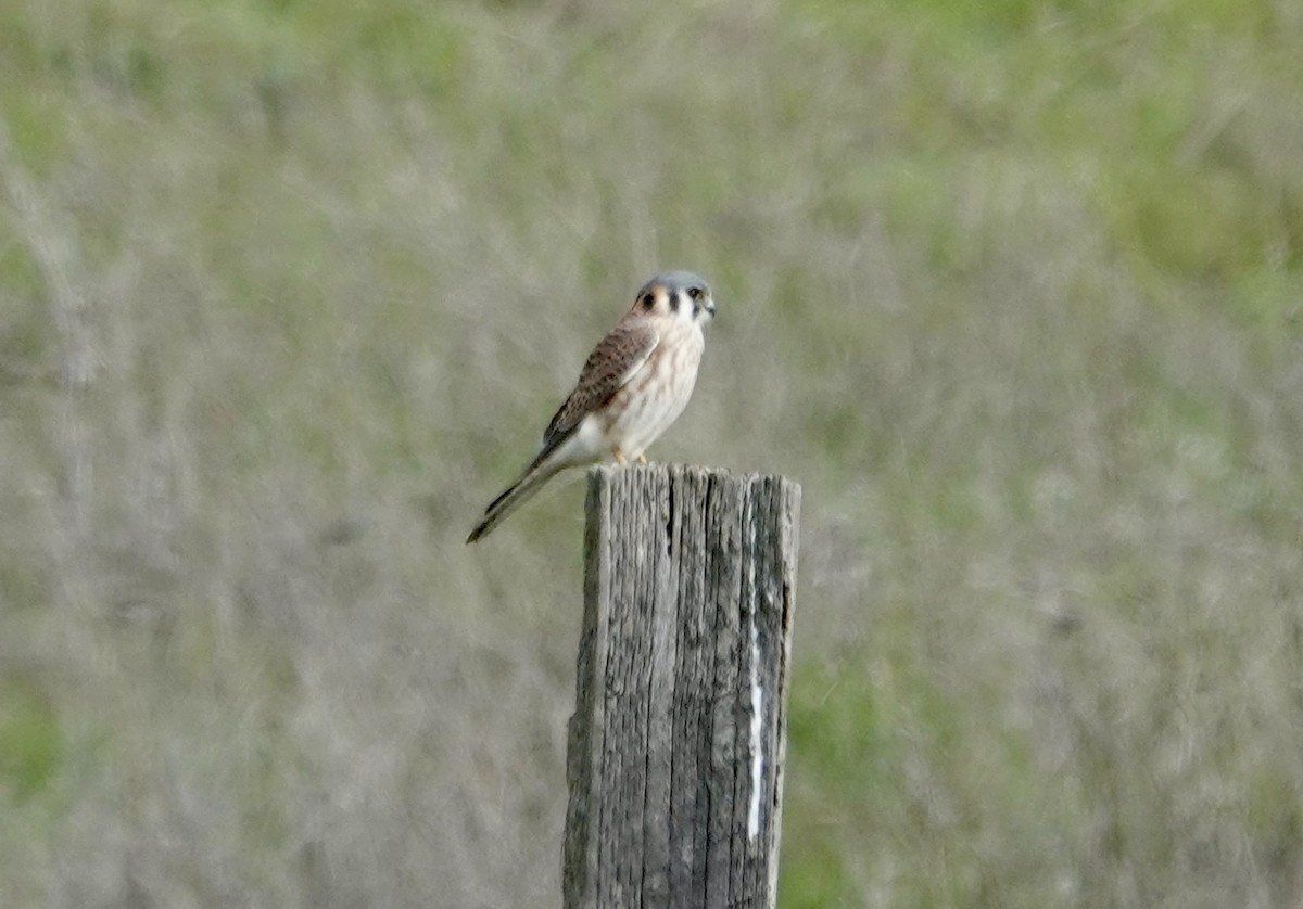 Воробьиная пустельга - ML646881917