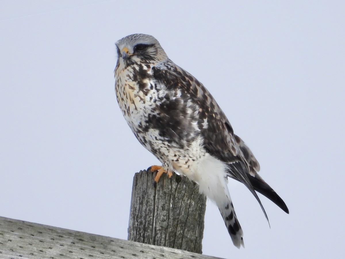 Rough-legged Hawk - ML646881918