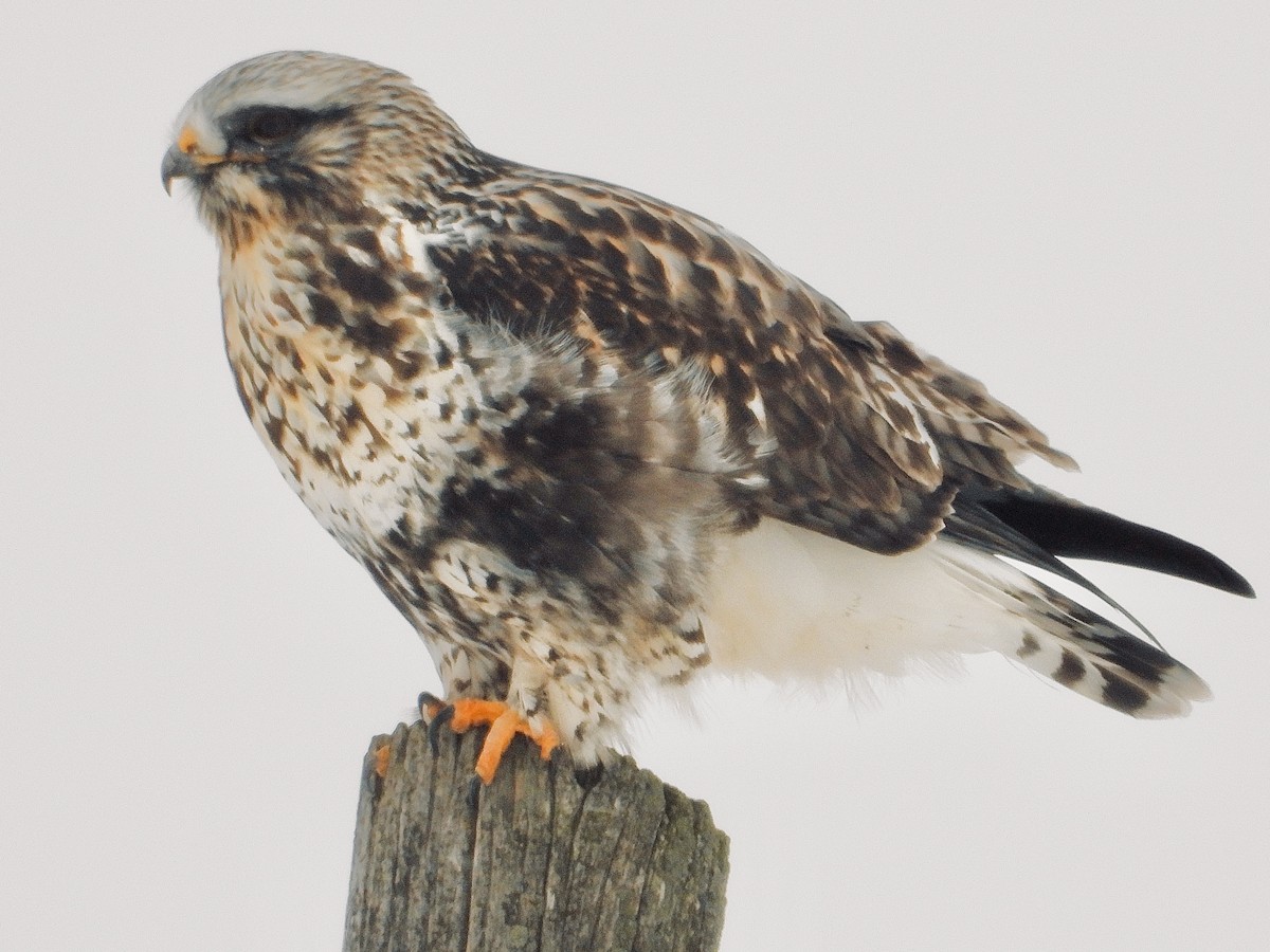 Rough-legged Hawk - ML646881919