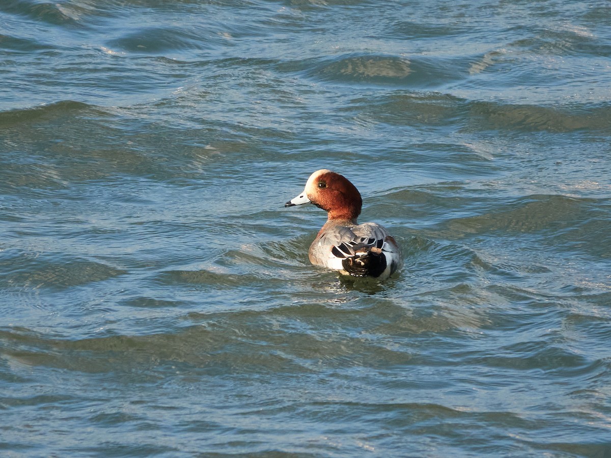 Eurasian Wigeon - ML646881920