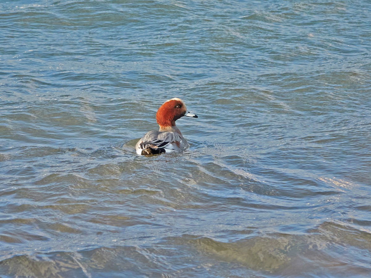 Eurasian Wigeon - ML646881921