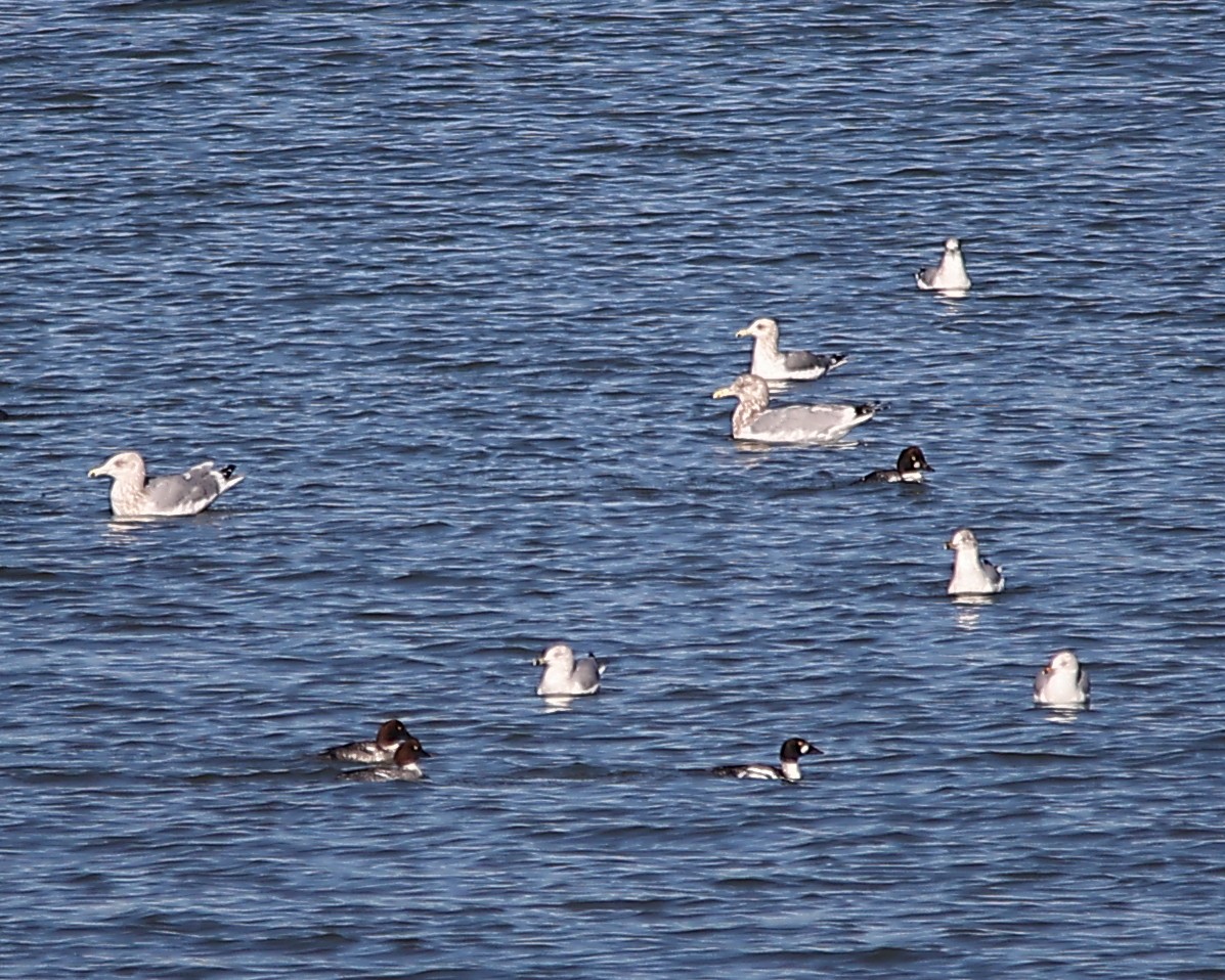American Herring Gull - ML646881923