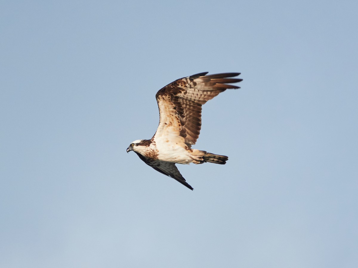 Osprey - ML646881926