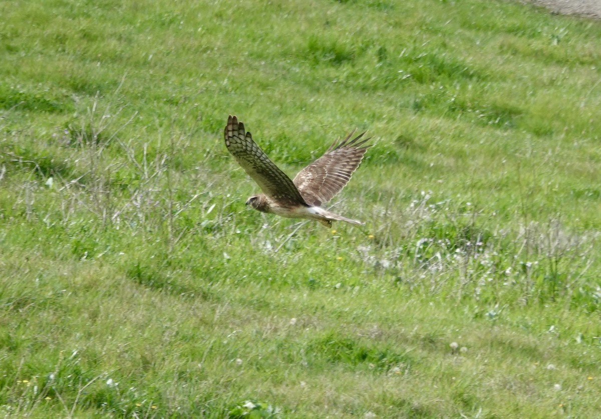 Northern Harrier - ML646881928