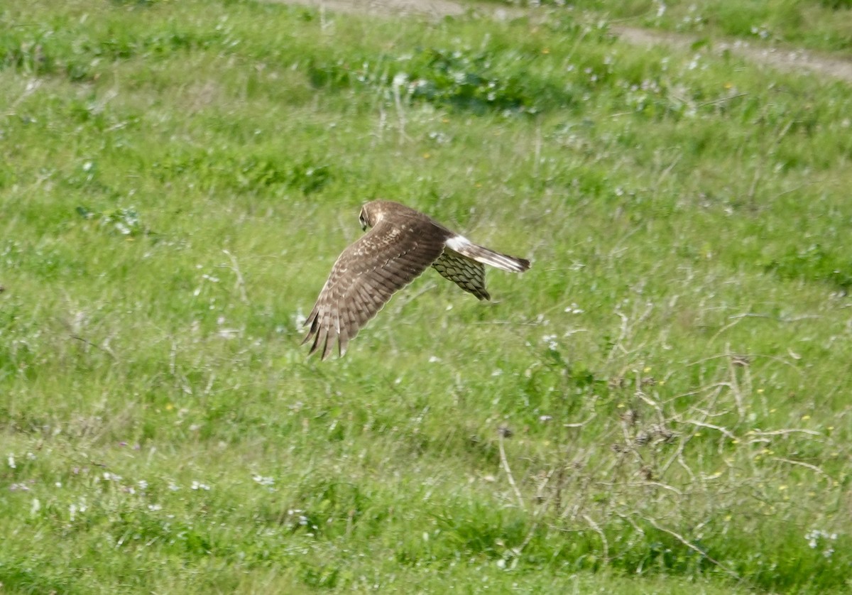 Northern Harrier - ML646881929