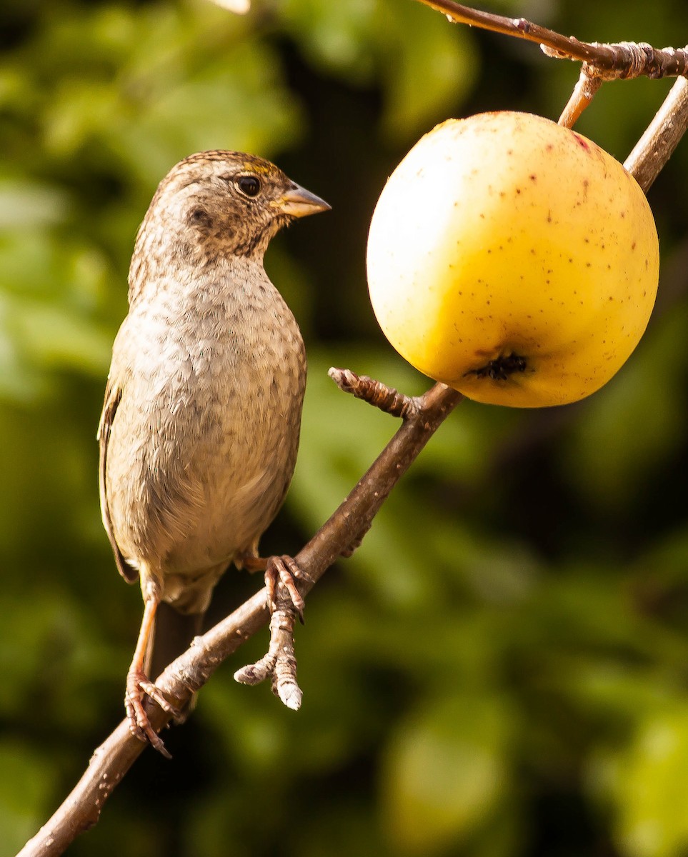 Golden-crowned Sparrow - ML646881930