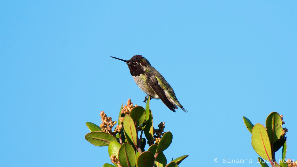 Anna's Hummingbird - ML646881932