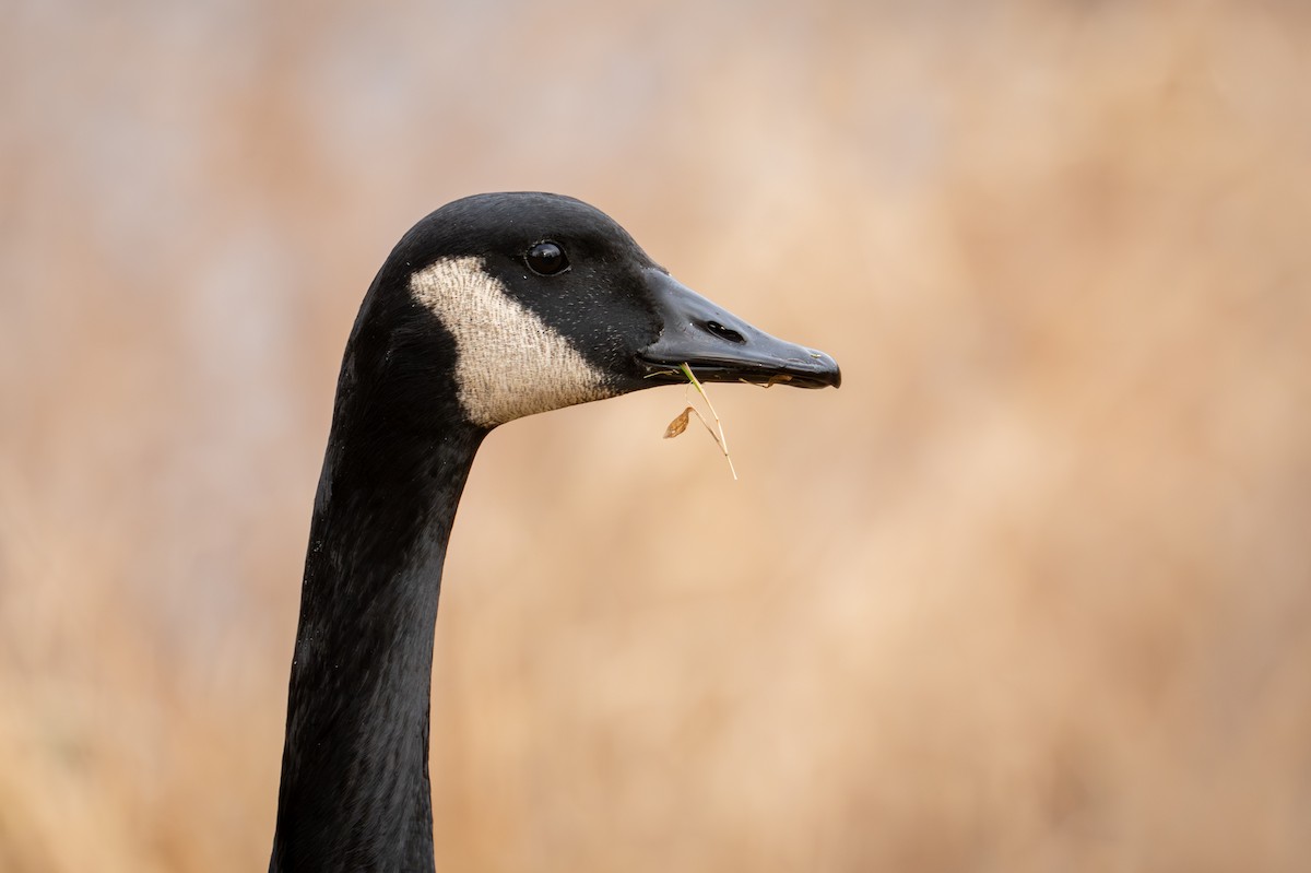 Canada Goose - ML646881933