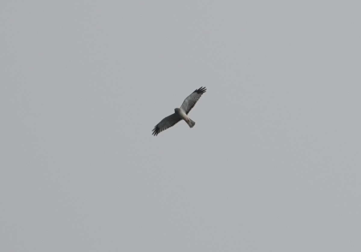 Northern Harrier - ML646881934