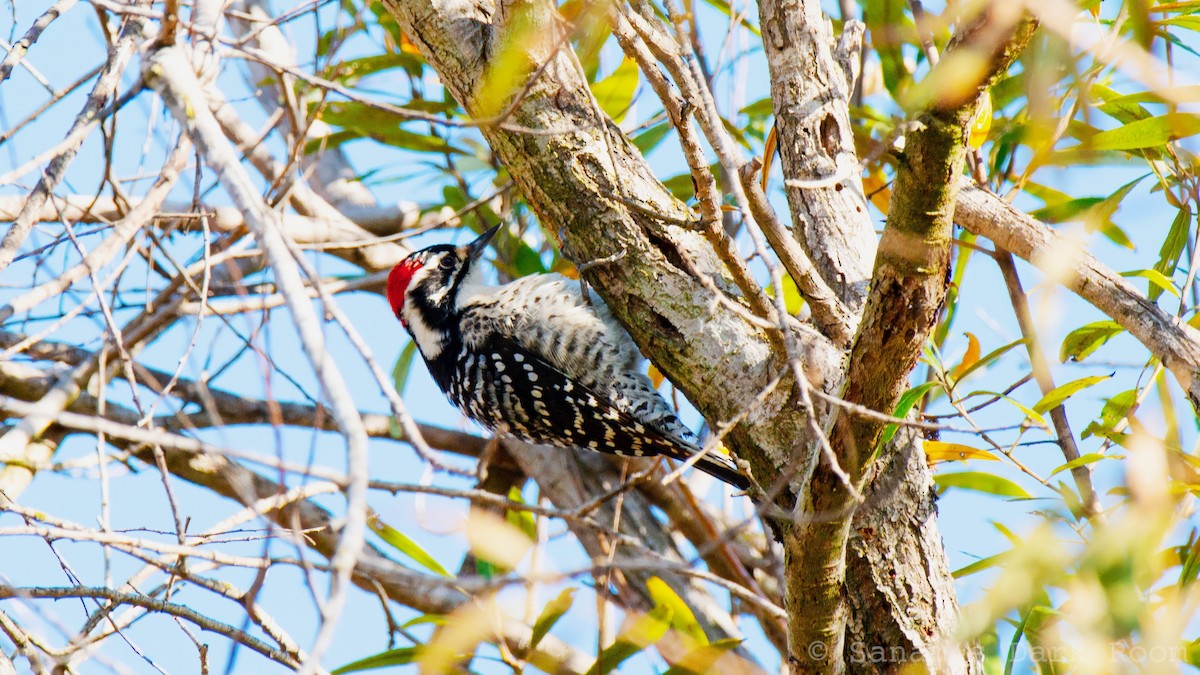 Nuttall's Woodpecker - ML646881935