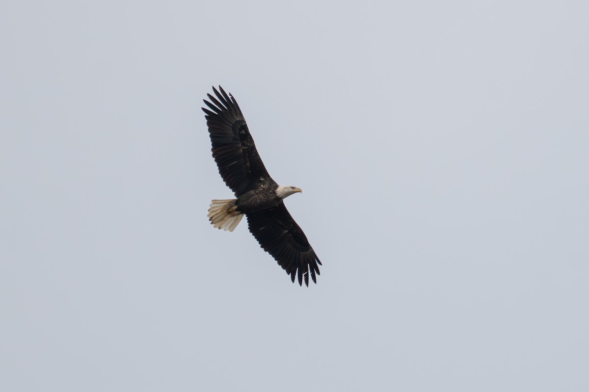 Bald Eagle - ML646881936