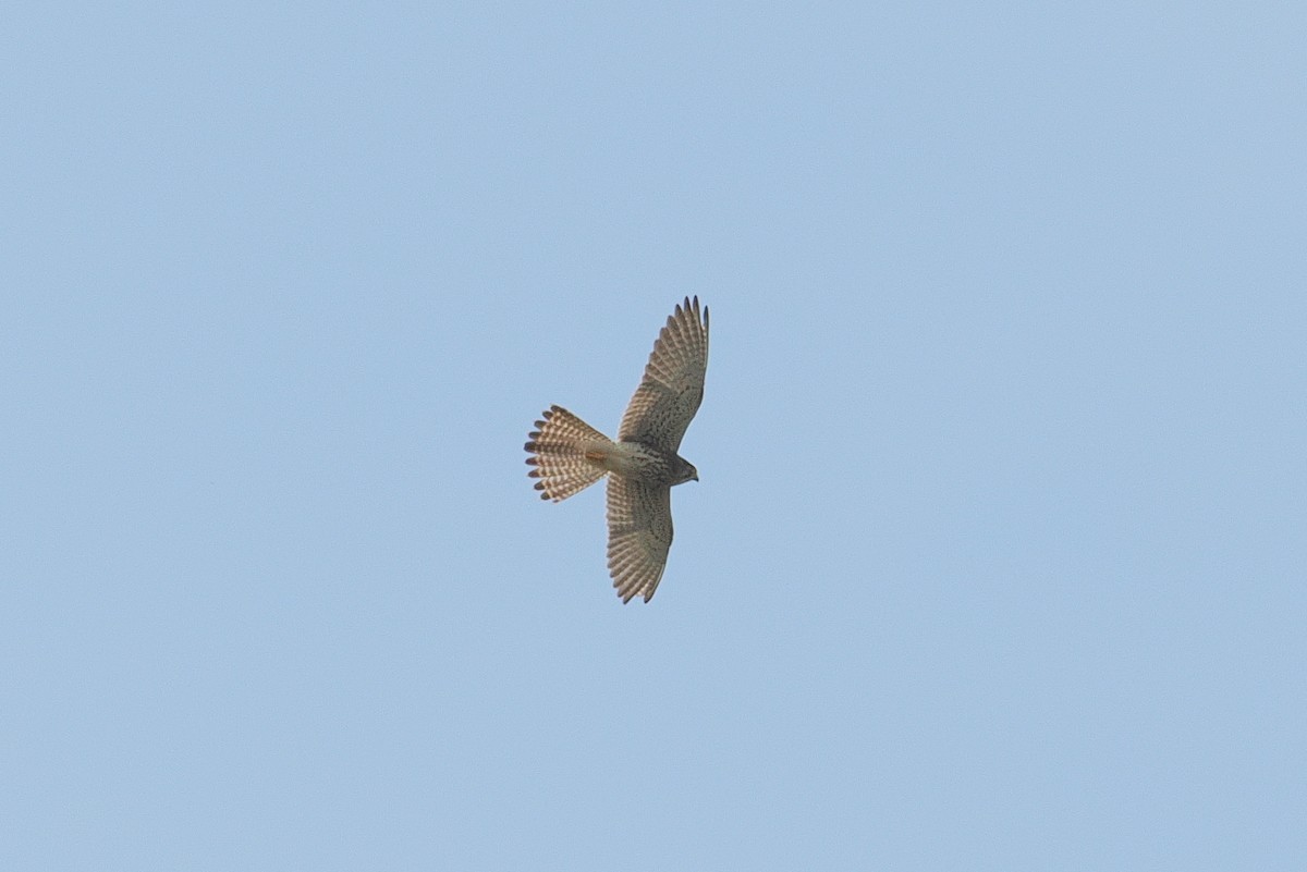 Eurasian Kestrel (Rufescent) - ML646881937