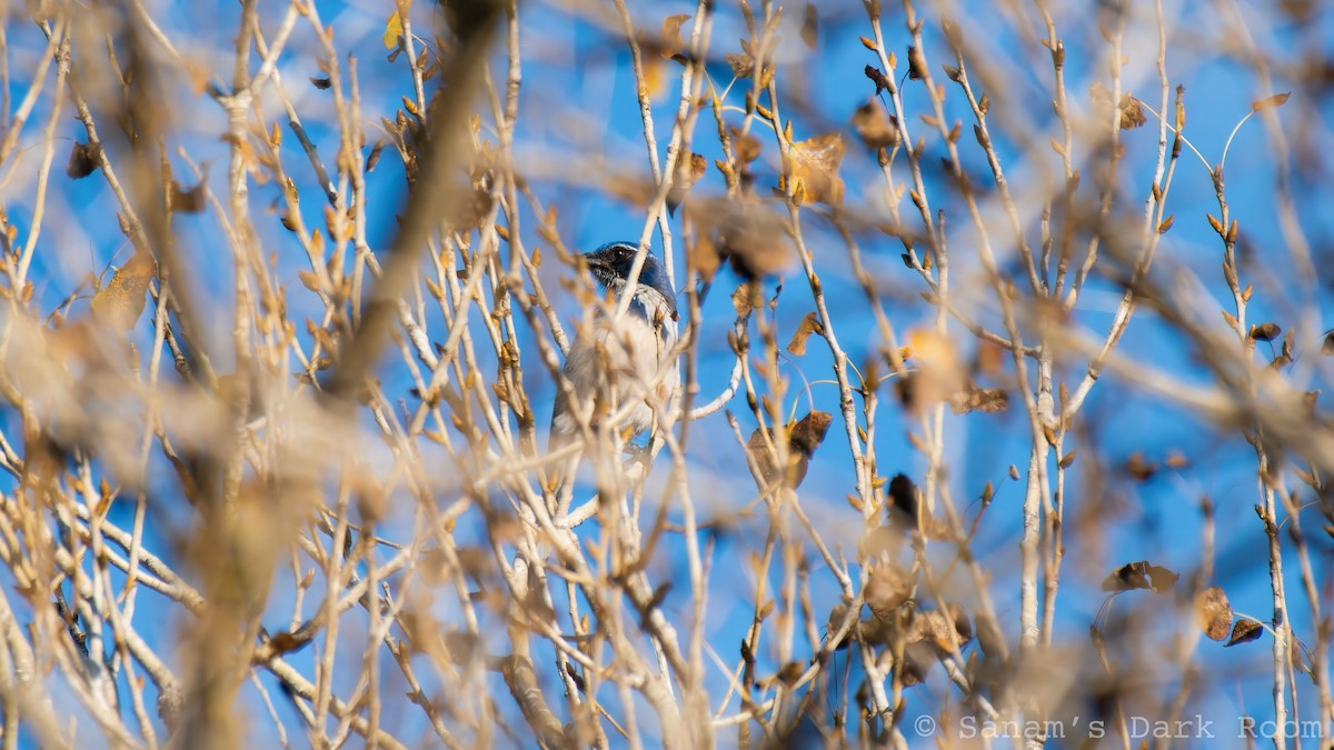 California Scrub-Jay - ML646881938
