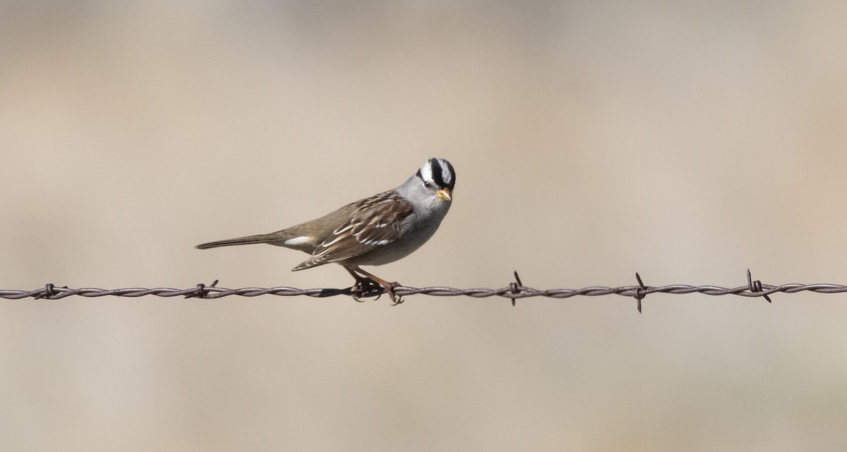 White-crowned Sparrow - ML646881940