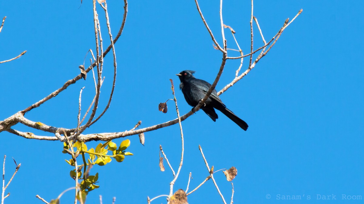 Phainopepla - ML646881941