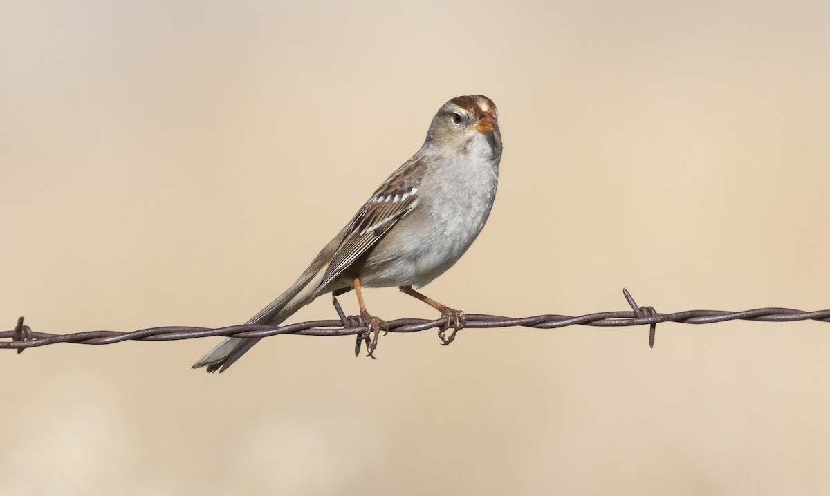 White-crowned Sparrow - ML646881942