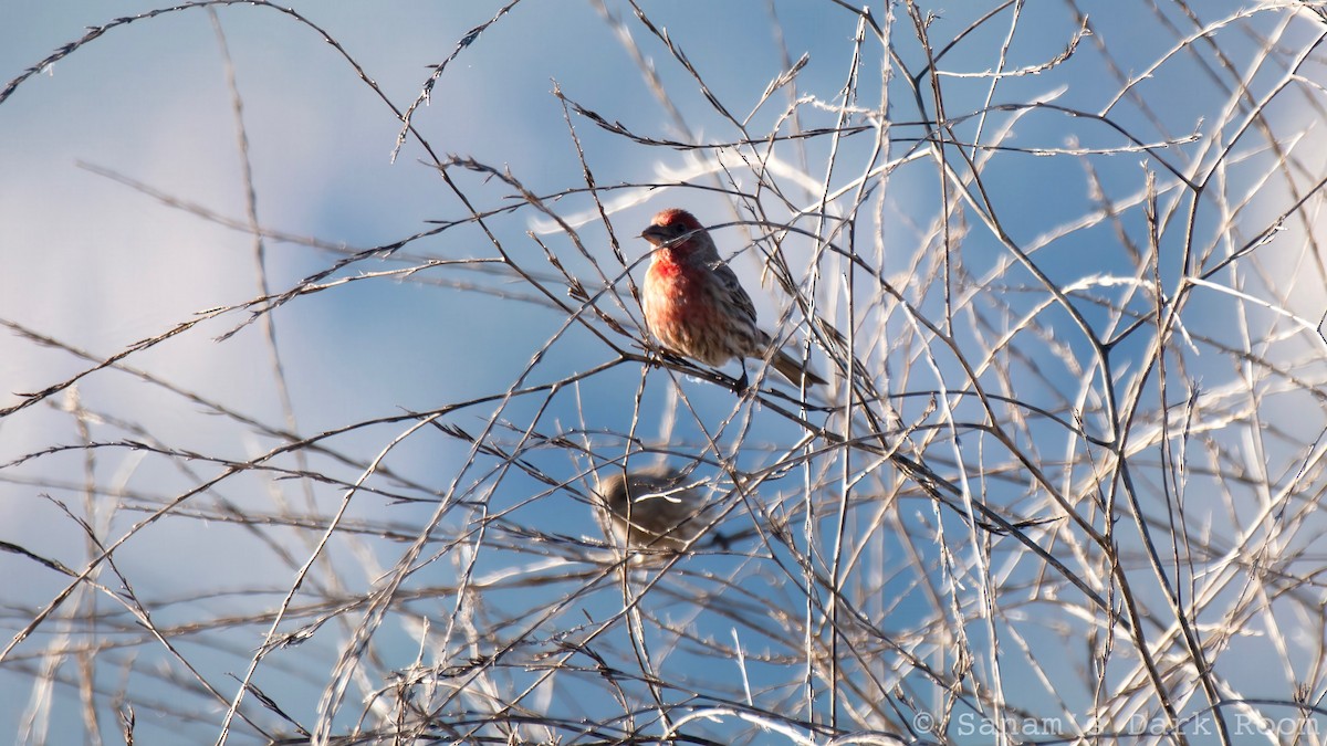 House Finch - ML646881943