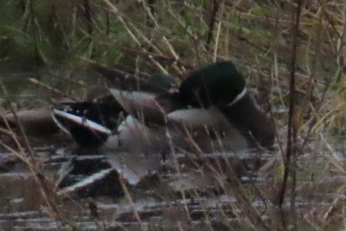 Mallard - ML646881944