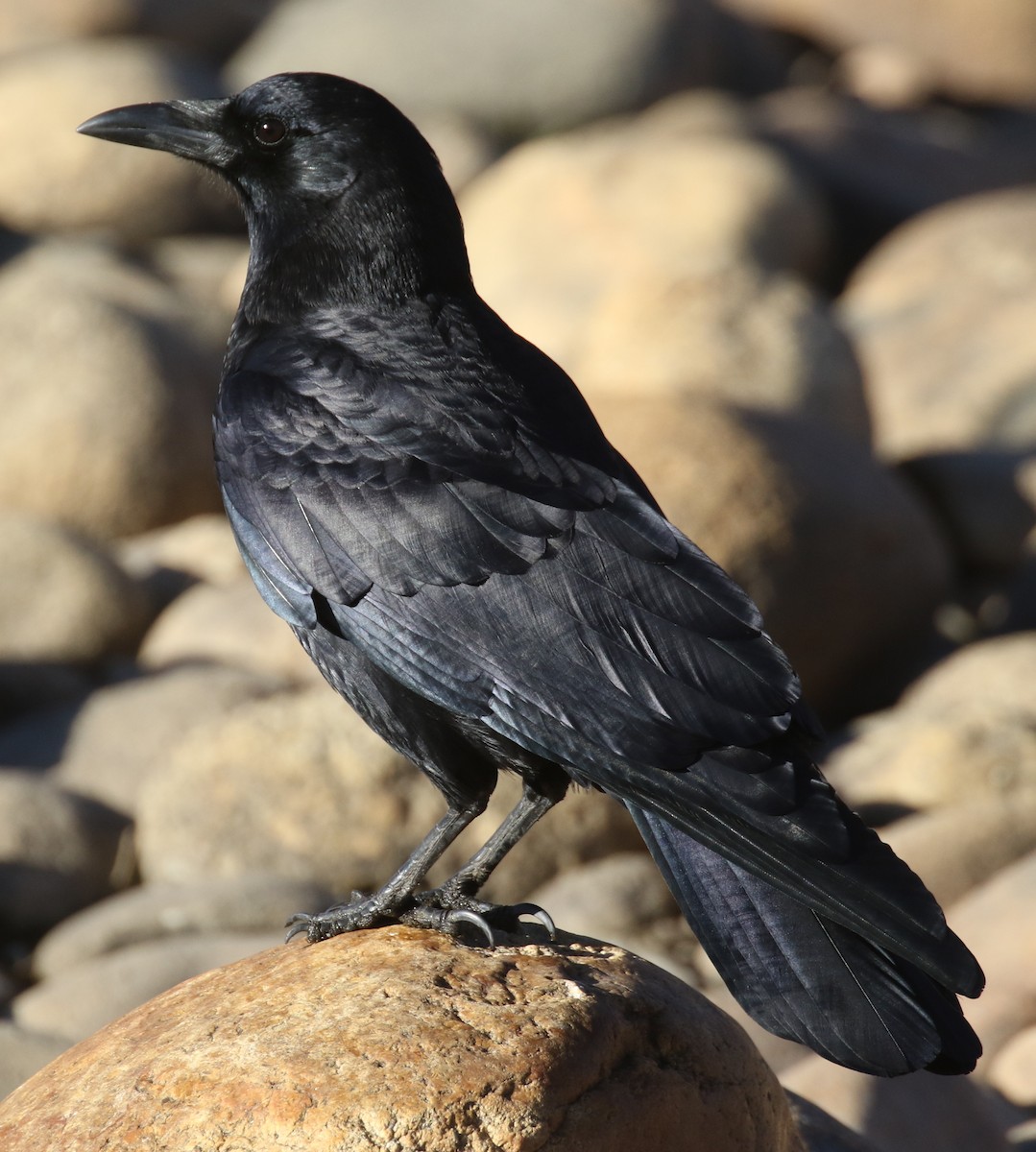 American Crow - ML646881945