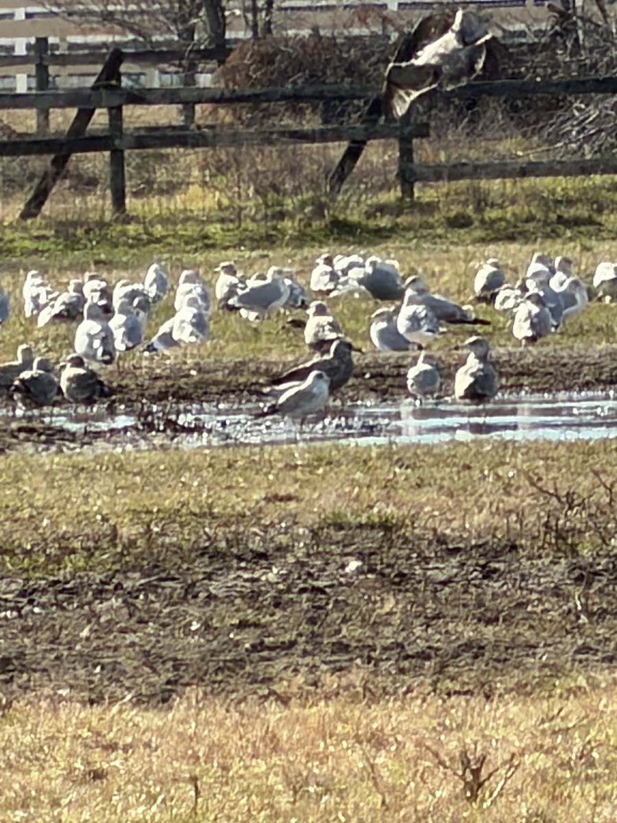 American Herring Gull - ML646881946