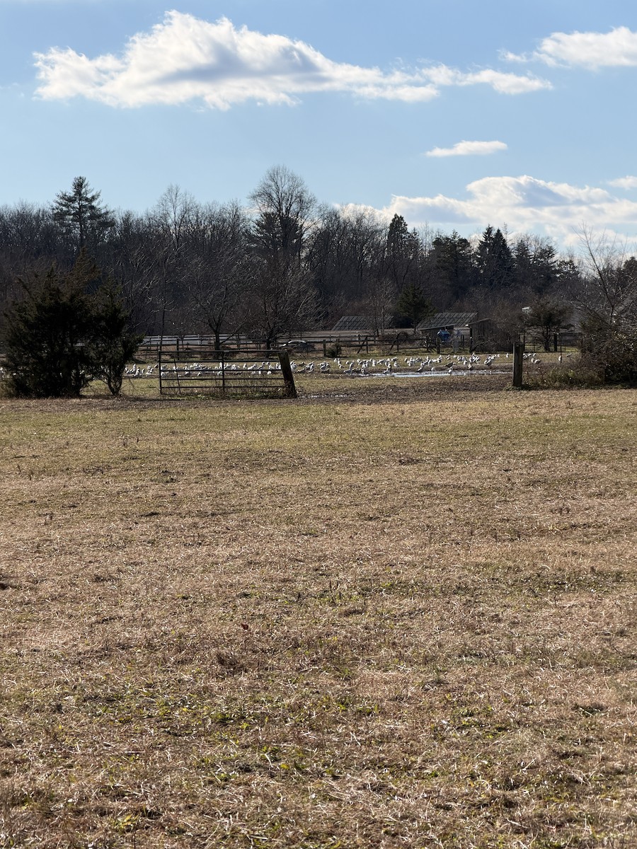 American Herring Gull - ML646881947