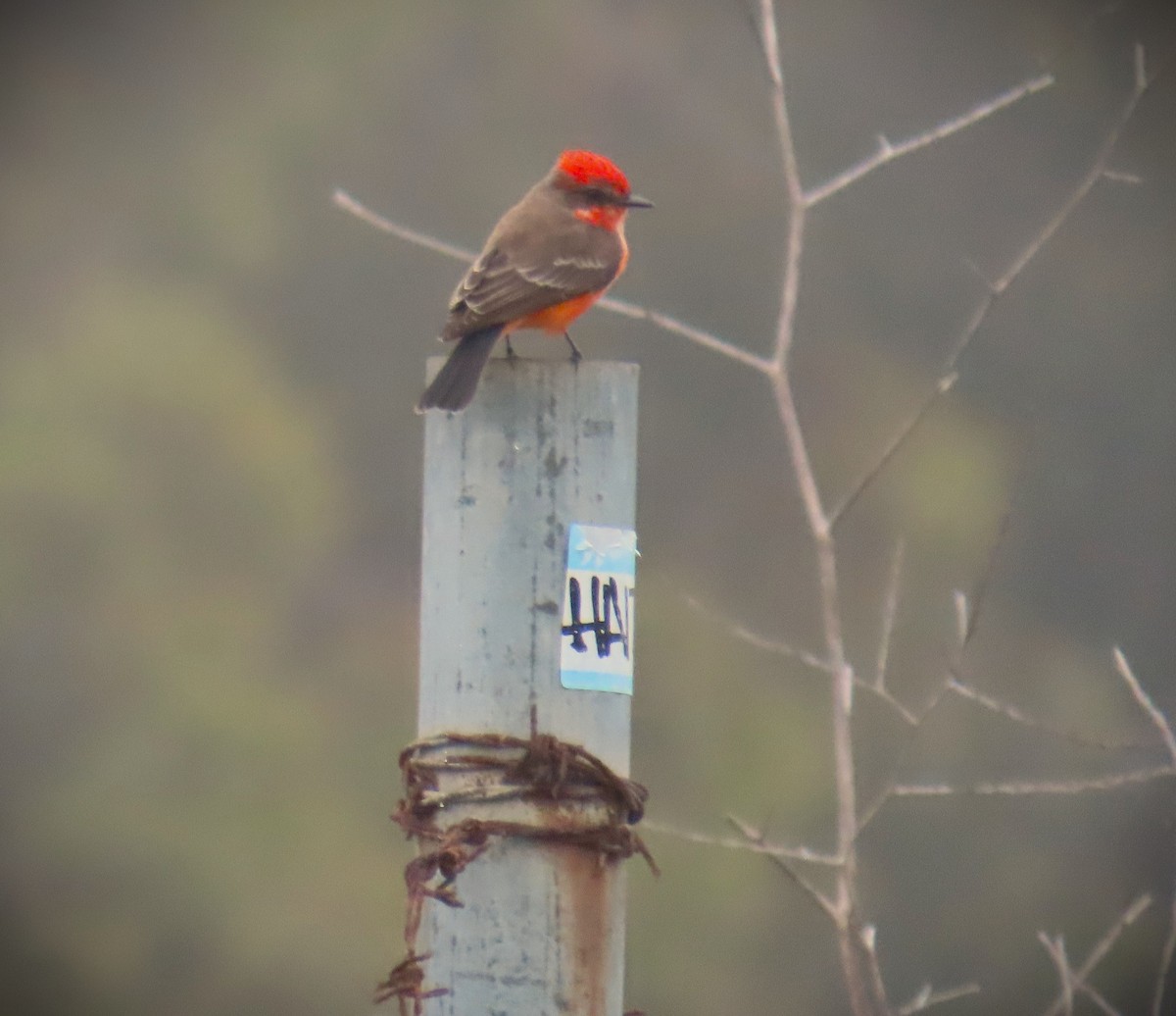 Vermilion Flycatcher - ML646881948