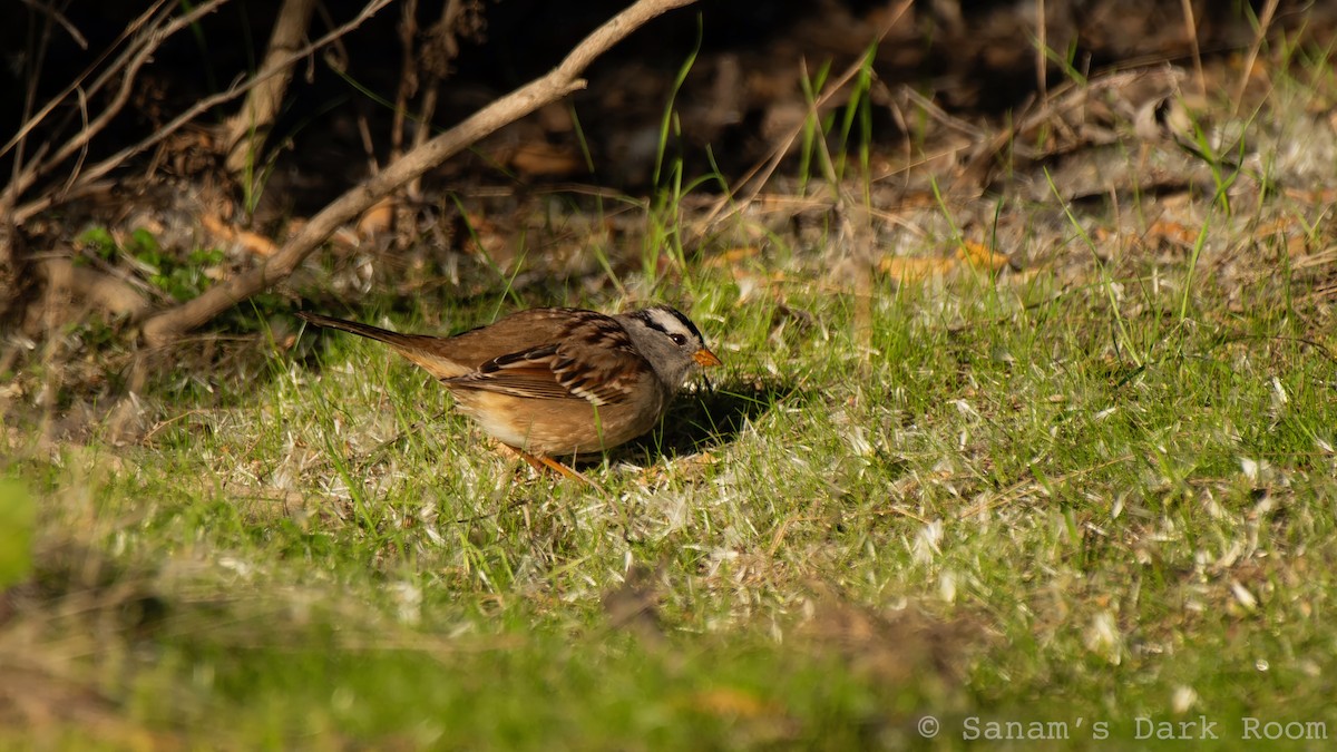 White-crowned Sparrow - ML646881949