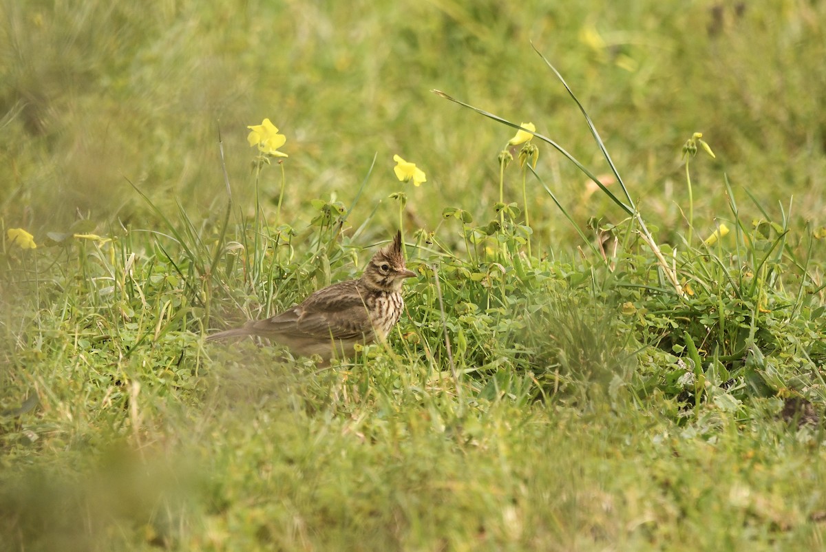 Crested Lark (Crested) - ML646881950