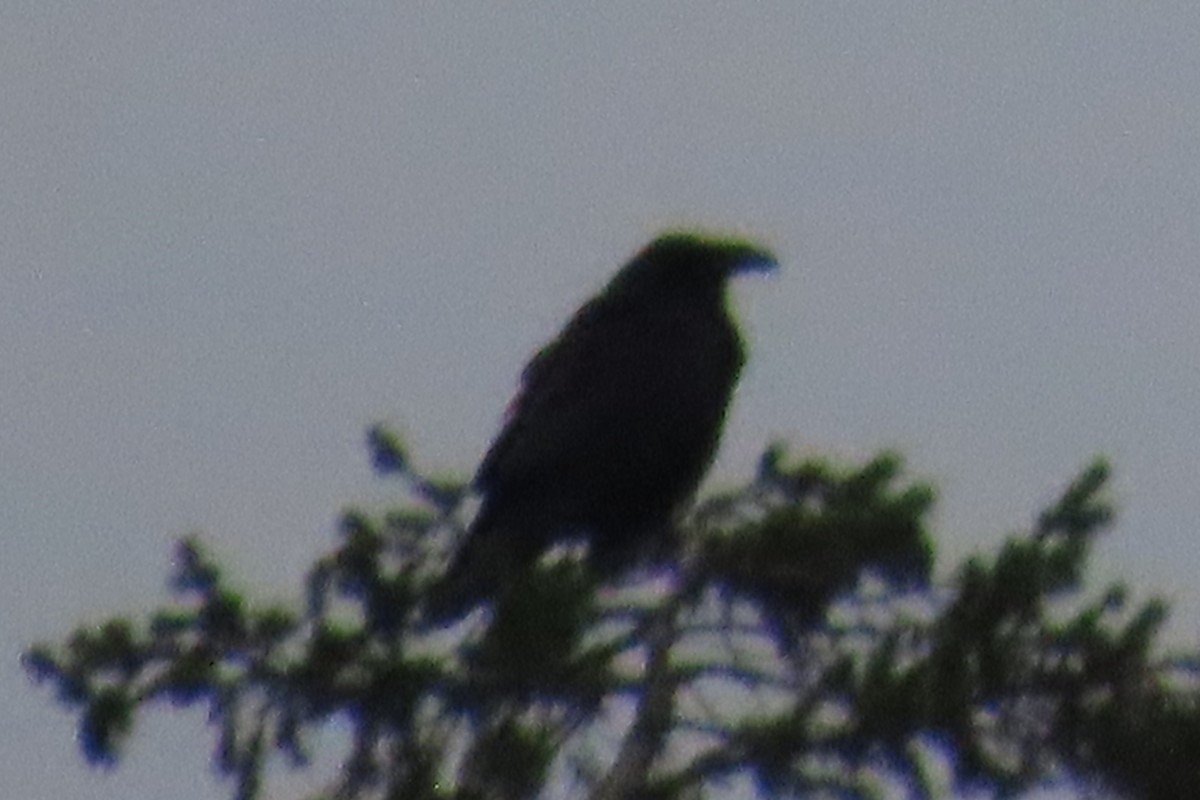 Ворон - ML646881951