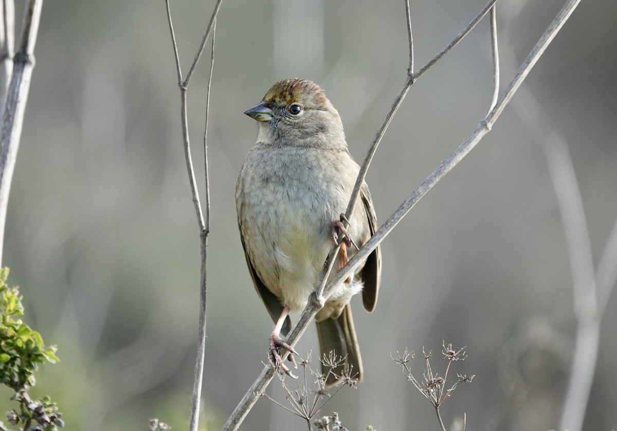 Чернобровая овсянка - ML646881953