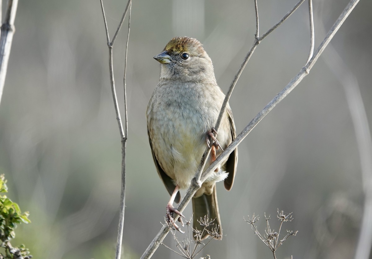 Чернобровая овсянка - ML646881954