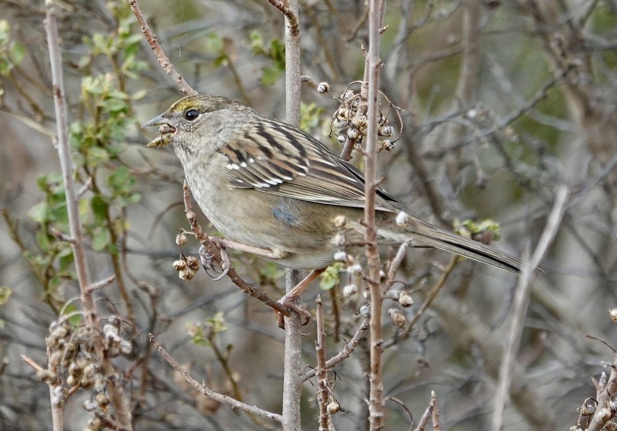 Чернобровая овсянка - ML646881955