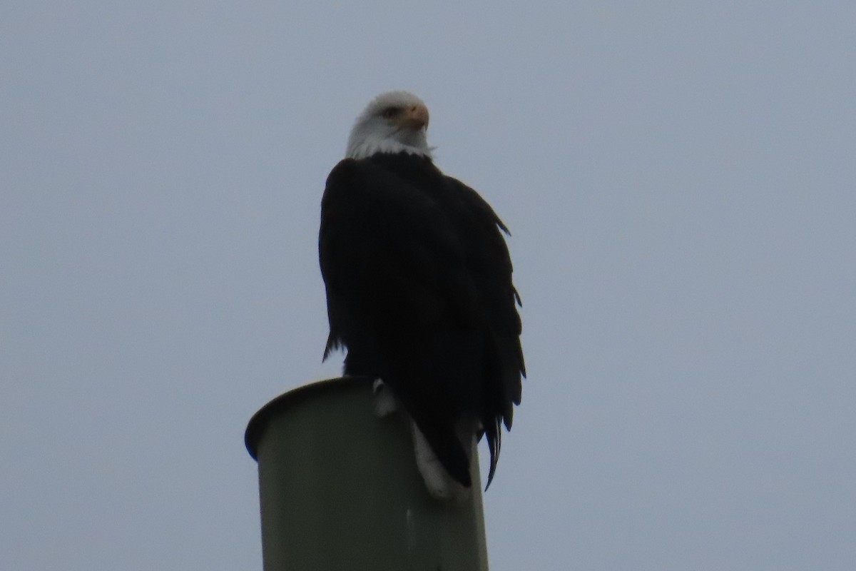 Bald Eagle - ML646881956