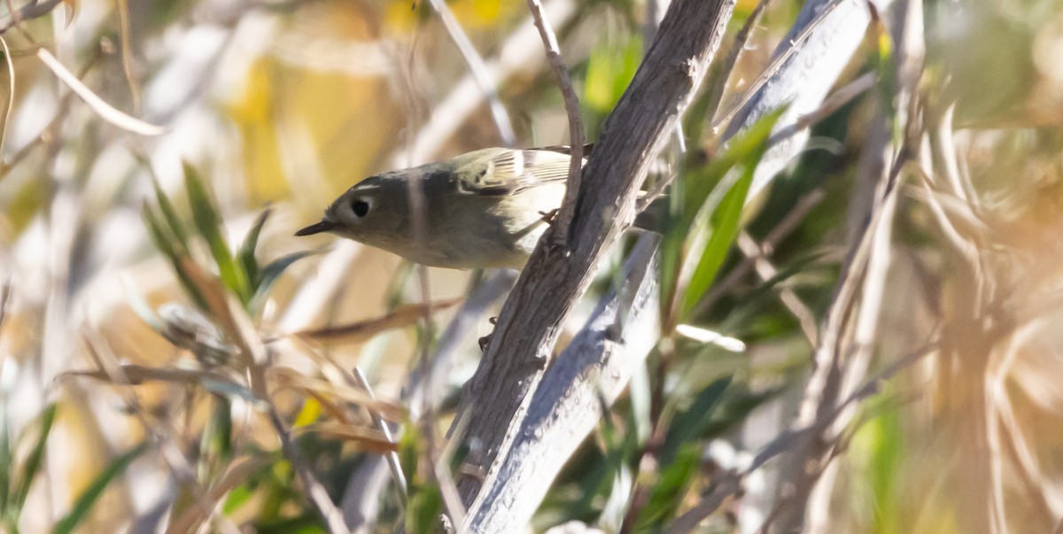 Ruby-crowned Kinglet - ML646881957