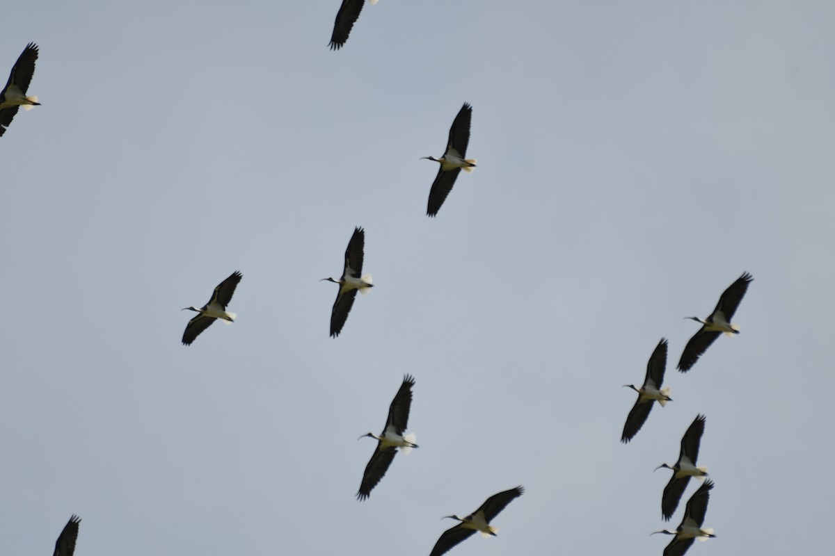 Straw-necked Ibis - ML646881958