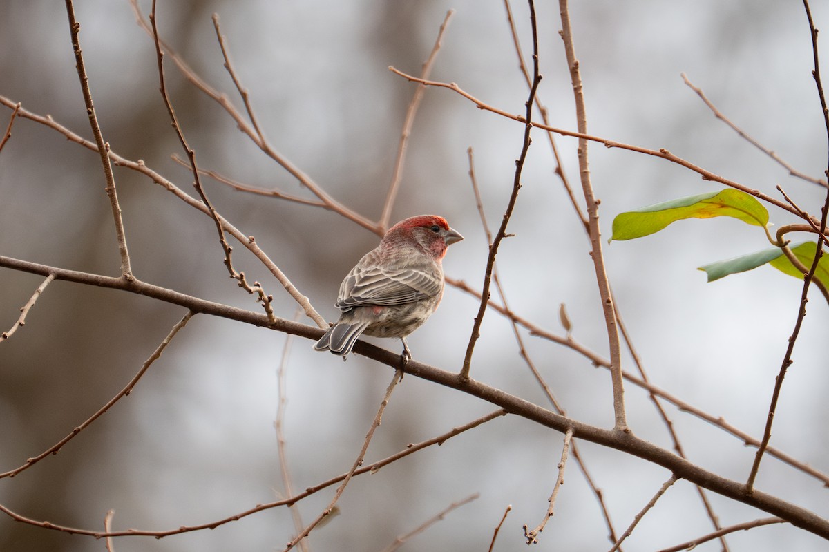 メキシコマシコ - ML646881960