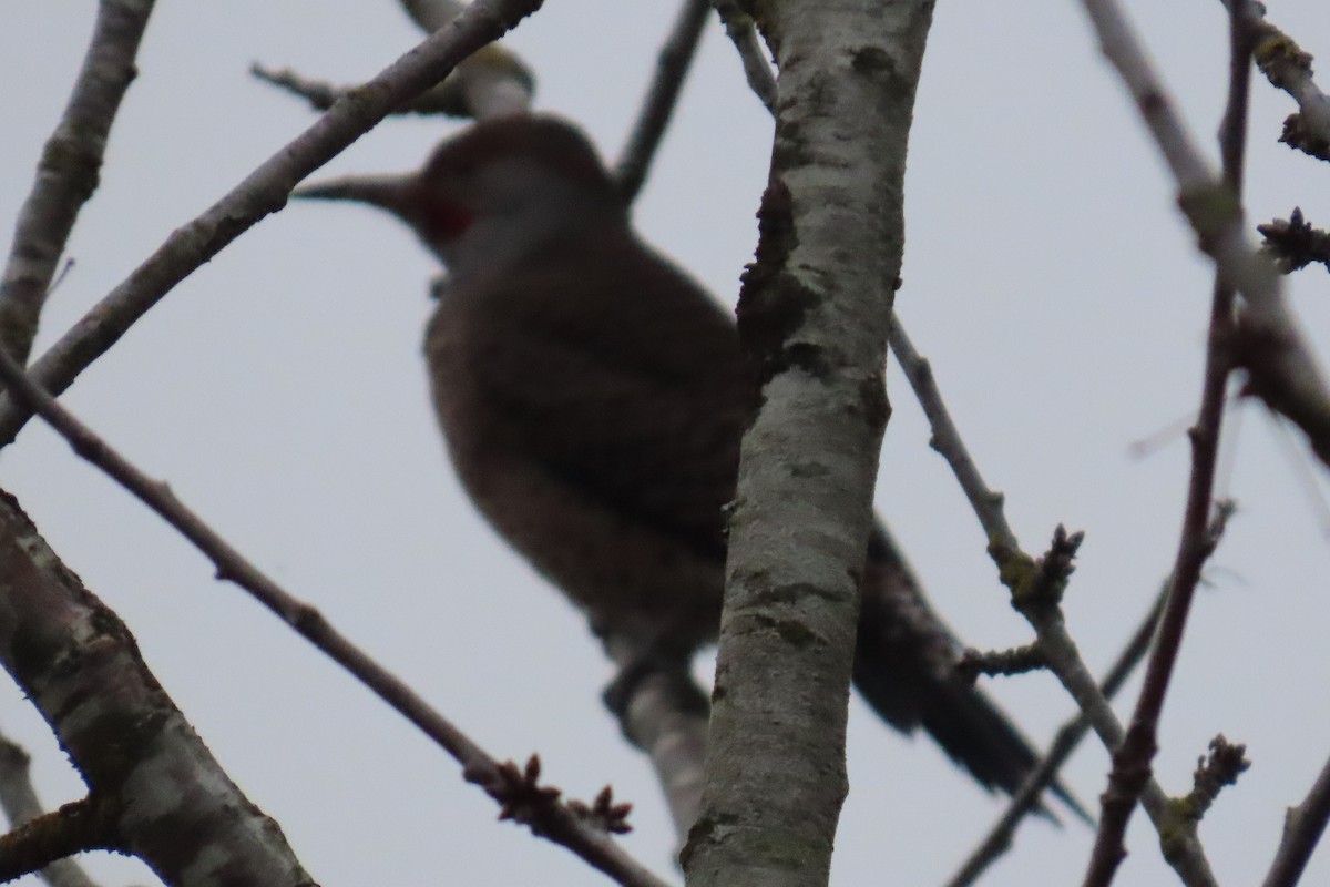 Northern Flicker - ML646881961