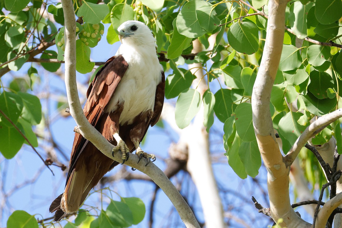 luňák bělohlavý - ML646881962
