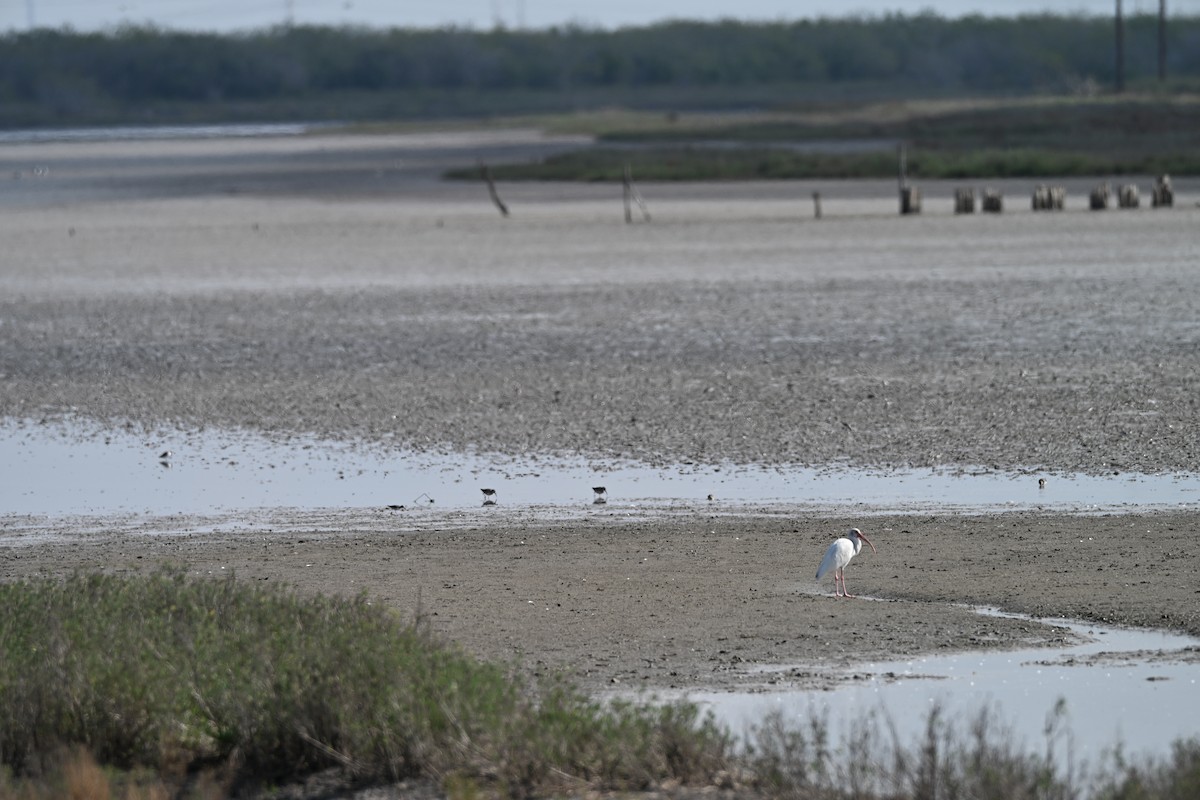 White Ibis - ML646881963