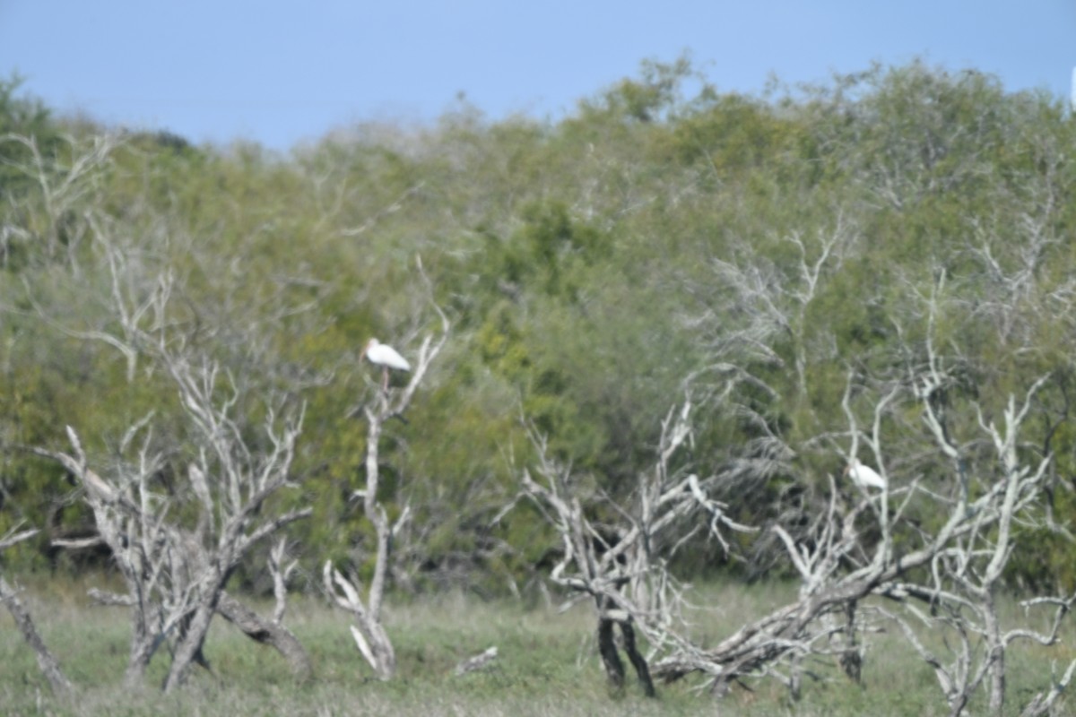 White Ibis - ML646881964