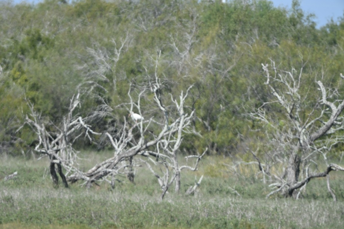 White Ibis - ML646881965