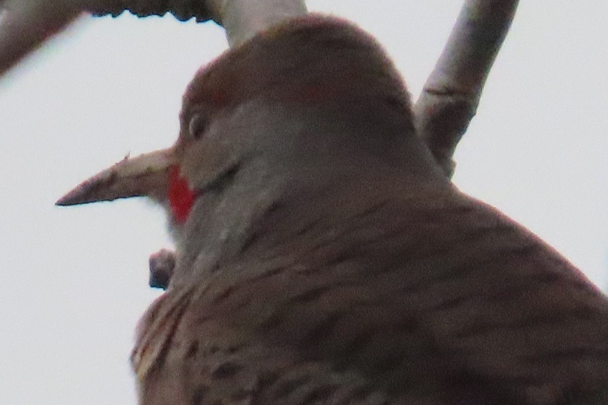 Northern Flicker - ML646881966
