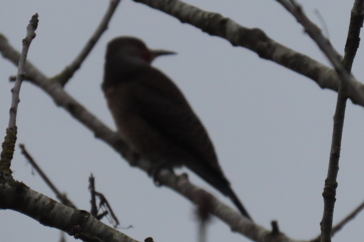 Northern Flicker - ML646881969