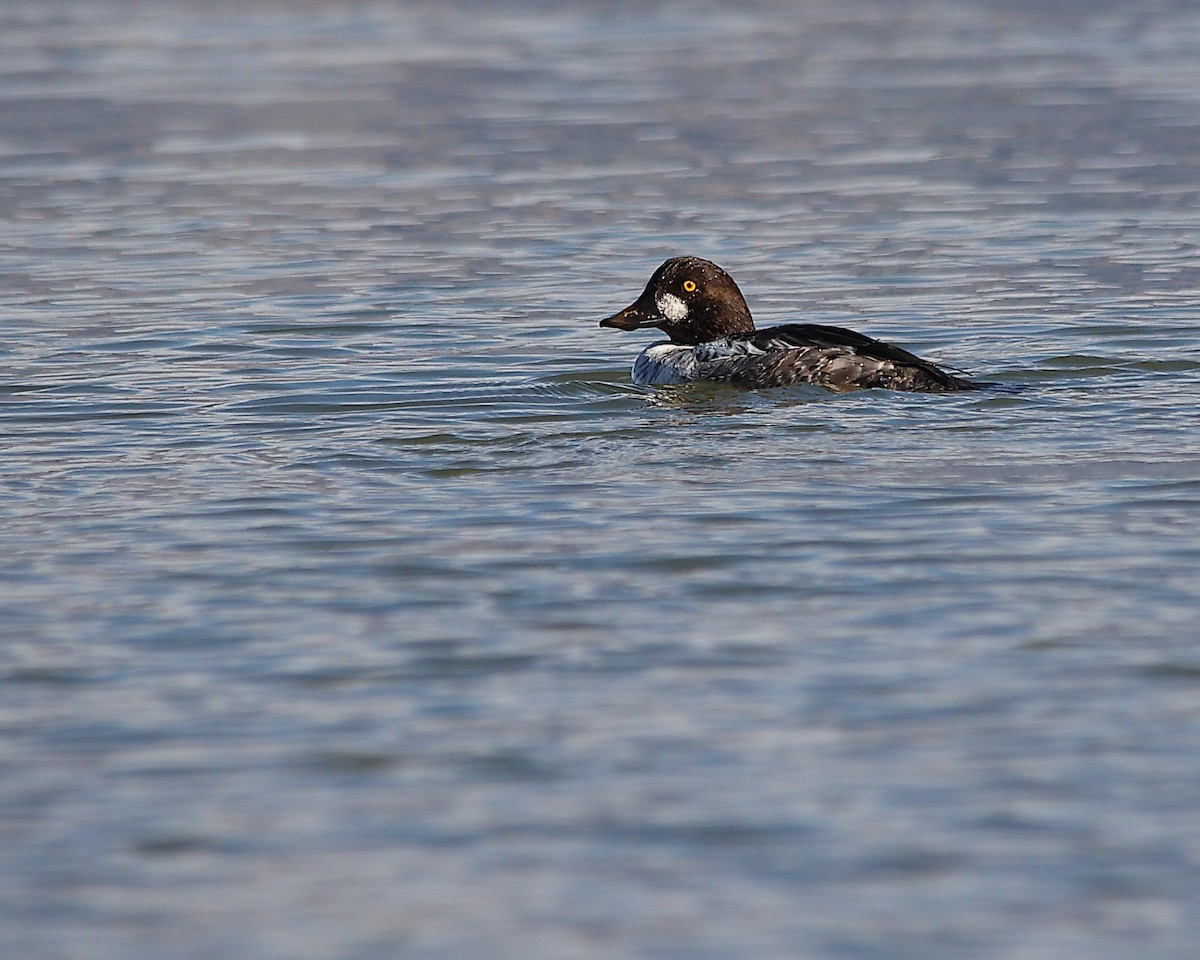 hohol severní - ML646881972