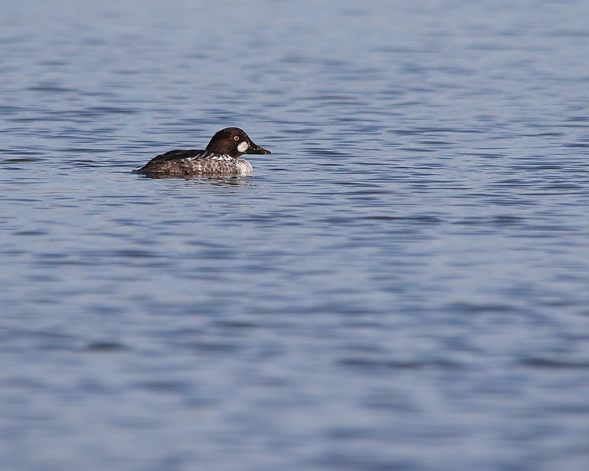 hohol severní - ML646881973